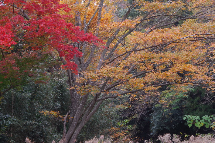 10DSC_0492