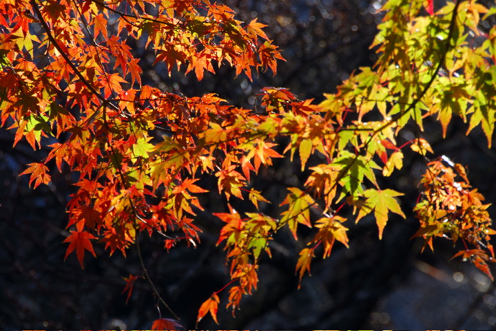 02DSC_0626B