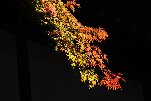 DSC_7500