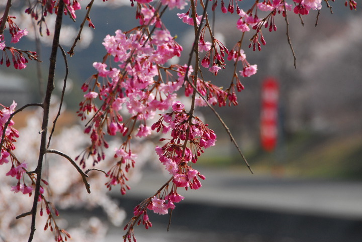07 DSC_3743